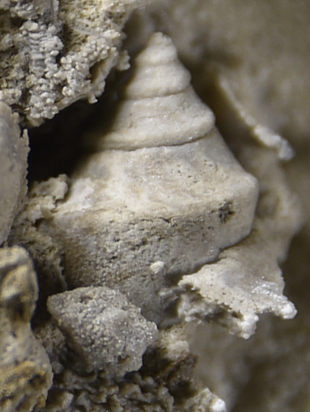Lophospira medialis